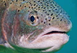 Close up of a trout. by Spencer Burrows 